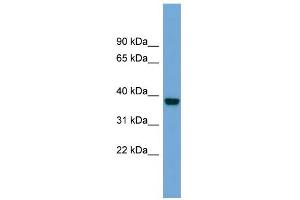 WB Suggested Anti-ATP1B4 Antibody Titration:  0.