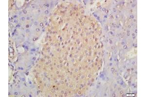 Formalin-fixed and paraffin embedded mouse pancreas labeled with Anti-Musashi 1/Msi1 Polyclonal Antibody, Unconjugated (ABIN1387744) at 1:200 followed by conjugation to the secondary antibody and DAB staining (Musashi 1/2 (AA 66-150) Antikörper)