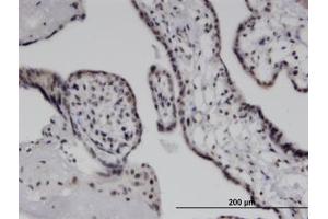 Image no. 1 for anti-Interferon Induced with Helicase C Domain 1 (IFIH1) (AA 928-1024) antibody (ABIN599584) (IFIH1 Antikörper  (AA 928-1024))