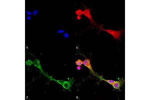 Immunocytochemistry (ICC) image for anti-Amiloride-Sensitive Cation Channel 2, Neuronal (ACCN2) (AA 460-526) antibody (Atto 488) (ABIN2483683)