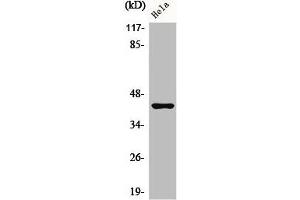 Western Blot analysis of HeLa cells using Phospho-Jun B (S259) Polyclonal Antibody (JunB Antikörper  (pSer259))