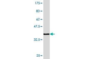Western Blot detection against Immunogen (36. (T-Bet Antikörper  (AA 387-486))