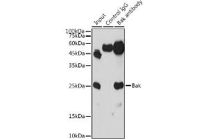 Immunoprecipitation analysis of 300 μg extracts of THP-1 cells using 3 μg Bak antibody (ABIN3020676, ABIN3020677, ABIN3020678 and ABIN6213662). (BAK1 Antikörper  (AA 62-112))
