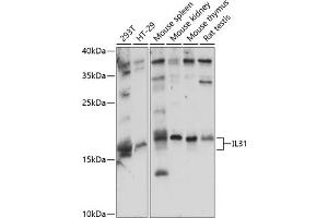 Western blot analysis of extracts of various cell lines, using IL31 antibody (ABIN7267997) at 1:1000 dilution. (IL-31 Antikörper  (AA 24-164))