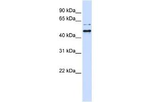 WB Suggested Anti-TUB Antibody Titration: 0.