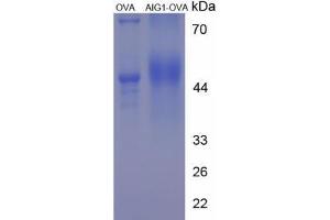 Image no. 2 for Androgen-Induced 1 (AIG1) peptide (Ovalbumin) (ABIN5666076) (Androgen-Induced 1 (AIG1) peptide (Ovalbumin))