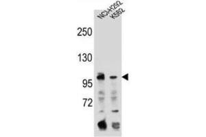 Western blot analysis using TFR2 Antibody (C-term) in NCI-H292, K562 cell line lysates (35ug/lane). (Transferrin Receptor 2 Antikörper  (C-Term))