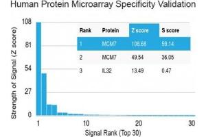 Analysis of HuProt(TM) microarray containing more than 19,000 full-length human proteins using MCM7 antibody (clone MCM7/1469). (MCM7 Antikörper  (AA 195-319))