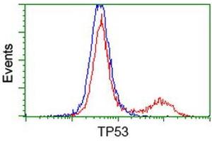 Image no. 1 for anti-Tumor Protein P53 (TP53) antibody (ABIN1499972) (p53 Antikörper)