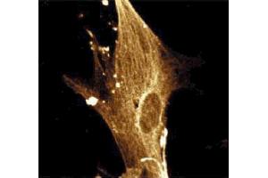 Immunofluorescence (IF) image for anti-Karyopherin alpha 2 (RAG Cohort 1, Importin alpha 1) (KPNA2) (AA 254-497) antibody (ABIN967998)