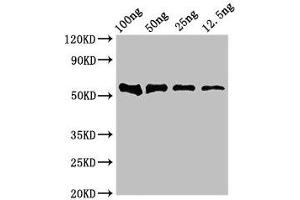 Western Blot Positive WB detected in Recombinant protein All lanes: DNAH12 antibody at 4 μg/mL Secondary Goat polyclonal to rabbit IgG at 1/50000 dilution Predicted band size: 53 kDa Observed band size: 53 kDa (DNAH12 Antikörper  (AA 2423-2632))