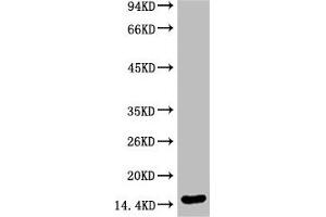 Western blot analysis of Hela, diluted at 1:2000 (Di-Methyl-Histone H3(K79) (H3K79me2) Antikörper)