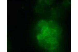 Immunofluorescence analysis of HEK 293T cells overexpressing human O3FAR1, using O3FAR1 monoclonal antibody, clone 2B6  .