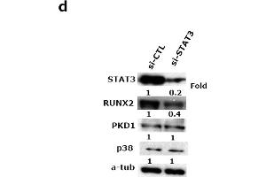 Western Blotting (WB) image for anti-Runt-Related Transcription Factor 2 (RUNX2) (AA 242-521) antibody (ABIN3016834)