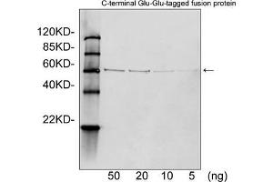 Western blot analysis of Glu-Glu tagged fusion proteins expressed in E. (Glu-Glu Tag Antikörper)