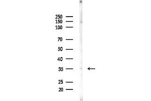 Western blot analysis of lysates from Mouse testis, using GAL Antibody at 1/1000 dilution.