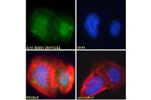 ABIN184908 Immunofluorescence analysis of paraformaldehyde fixed U2OS cells, permeabilized with 0. (ZMYND11 Antikörper  (N-Term))