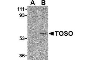 Western Blotting (WB) image for anti-Fas Apoptotic Inhibitory Molecule 3 (FAIM3) (C-Term) antibody (ABIN1030763) (FAIM3 Antikörper  (C-Term))