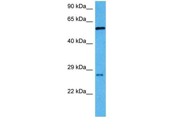 RBPJ 抗体  (C-Term)