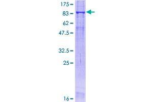 Occludin Protein (OCLN) (AA 1-522) (GST tag)