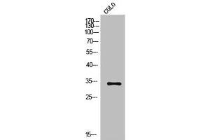 Western Blot analysis of COLO cells using Olfactory receptor 2A42 Polyclonal Antibody (OR2A1 Antikörper  (C-Term))