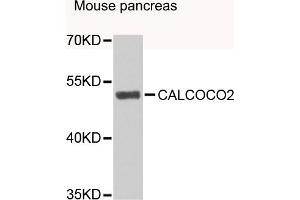 Western blot analysis of extracts of mouse pancreas, using CALCOCO2 antibody (ABIN4903108) at 1:1000 dilution. (CALCOCO2 Antikörper)