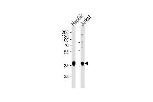 Western blot analysis of lysates from HepG2,Jurkat cell line (from left to right),using MTR1B Antibody (ABIN486400 and ABIN1535781). (Melatonin Receptor 1B Antikörper)