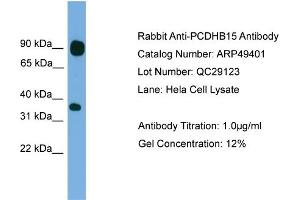 WB Suggested Anti-PCDHB15  Antibody Titration: 0. (PCDHB15 Antikörper  (N-Term))