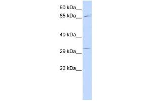 WB Suggested Anti-UTF1 Antibody Titration:  0. (UTF1 Antikörper  (Middle Region))