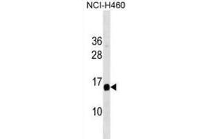 Western Blotting (WB) image for anti-GRB2-Binding Adaptor Protein, Transmembrane (GAPT) antibody (ABIN3001145) (GAPT Antikörper)