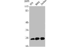 Western Blot analysis of Jurkat HuvEc cells using Ran Polyclonal Antibody (RAN Antikörper  (C-Term))