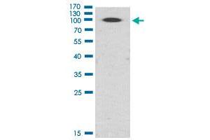 Western Blot (Cell lysate) analysis of Hela cell lysate. (PKD2 Antikörper  (pSer876))