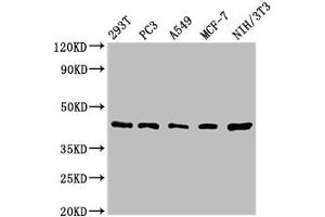 Western Blot Positive WB detected in: 293T whole cell lysate, PC-3 whole cell lysate, A549 whole cell lysate, MCF-7 whole cell lysate, NIH/3T3 whole cell lysate All lanes: SAV1 antibody at 1. (SAV1 Antikörper  (AA 1-210))