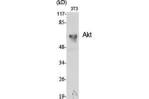 Western Blot (WB) analysis of specific cells using Akt Polyclonal Antibody. (AKT1 Antikörper  (Internal Region))