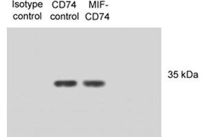 Western Blot analysis of Human N87 cell lysates showing detection of CD74 protein using Mouse Anti-CD74 Monoclonal Antibody, Clone PIN 1. (CD74 Antikörper  (PerCP))
