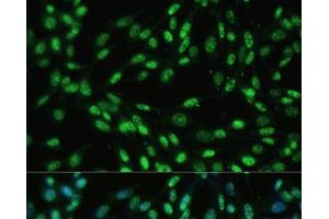 Immunofluorescence analysis of NIH-3T3 cells using DDX39B Polyclonal Antibody at dilution of 1:100 (40x lens). (DDX39B Antikörper)