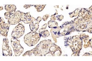 Immunohistochemistry (IHC) image for anti-Podocalyxin-Like (PODXL) (AA 220-431) antibody (ABIN7432562)