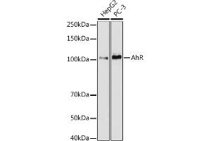 Western blot analysis of extracts of various cell lines, using AhR antibody (ABIN7265679) at 1:1000 dilution. (Aryl Hydrocarbon Receptor Antikörper)