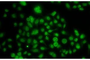 Immunofluorescence analysis of A-549 cells using ATOH7 Polyclonal Antibody