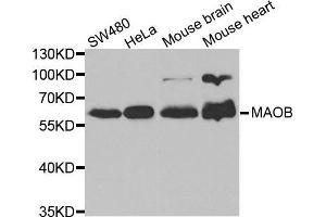 Western blot analysis of extracts of various cell lines, using MAOB antibody. (Monoamine Oxidase B Antikörper  (AA 1-260))