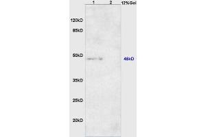 Lane 1: mouse heart lysates Lane 2: mouse muscle lysates probed with Anti DNA Polymerase beta Polyclonal Antibody, Unconjugated (ABIN1386139) at 1:200 in 4 °C. (POLB Antikörper  (AA 55-160))