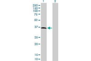 Western Blot analysis of MOS expression in transfected 293T cell line by MOS MaxPab polyclonal antibody.