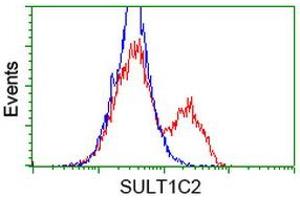 HEK293T cells transfected with either RC202775 overexpress plasmid (Red) or empty vector control plasmid (Blue) were immunostained by anti-SULT1C2 antibody (ABIN2454460), and then analyzed by flow cytometry. (SULT1C2 Antikörper)