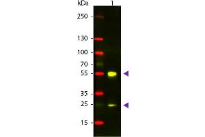 Western Blot of Donkey anti-Sheep IgG Texas Red Conjugated Antibody. (Esel anti-Schaf IgG (Heavy & Light Chain) Antikörper (Texas Red (TR)) - Preadsorbed)