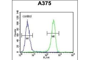 DSC1 Antibody (C-term) (ABIN652610 and ABIN2842408) flow cytometric analysis of  cells (right histogram) compared to a negative control cell (left histogram). (Desmocollin 1 Antikörper  (C-Term))