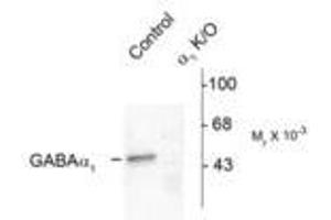 Image no. 1 for anti-gamma-aminobutyric Acid (GABA) A Receptor, alpha 1 (GABRA1) (N-Term) antibody (ABIN221189) (GABRA1 Antikörper  (N-Term))
