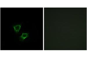 Immunofluorescence analysis of A549 cells, using ZNRF2 Antibody. (ZNRF2 Antikörper  (AA 161-210))