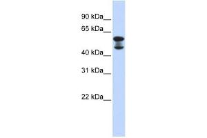 EHD4 antibody used at 1 ug/ml to detect target protein. (EHD4 Antikörper  (Middle Region))
