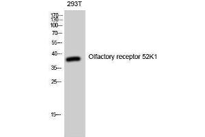 Western Blotting (WB) image for anti-Olfactory Receptor, Family 52, Subfamily K, Member 1 (OR52K1) (Internal Region) antibody (ABIN3176592) (OR52K1 Antikörper  (Internal Region))