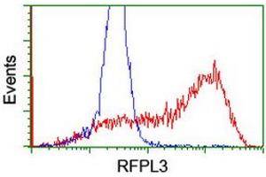 Image no. 7 for anti-Ret Finger Protein-Like 3 (RFPL3) antibody (ABIN1500675) (RFPL3 Antikörper)